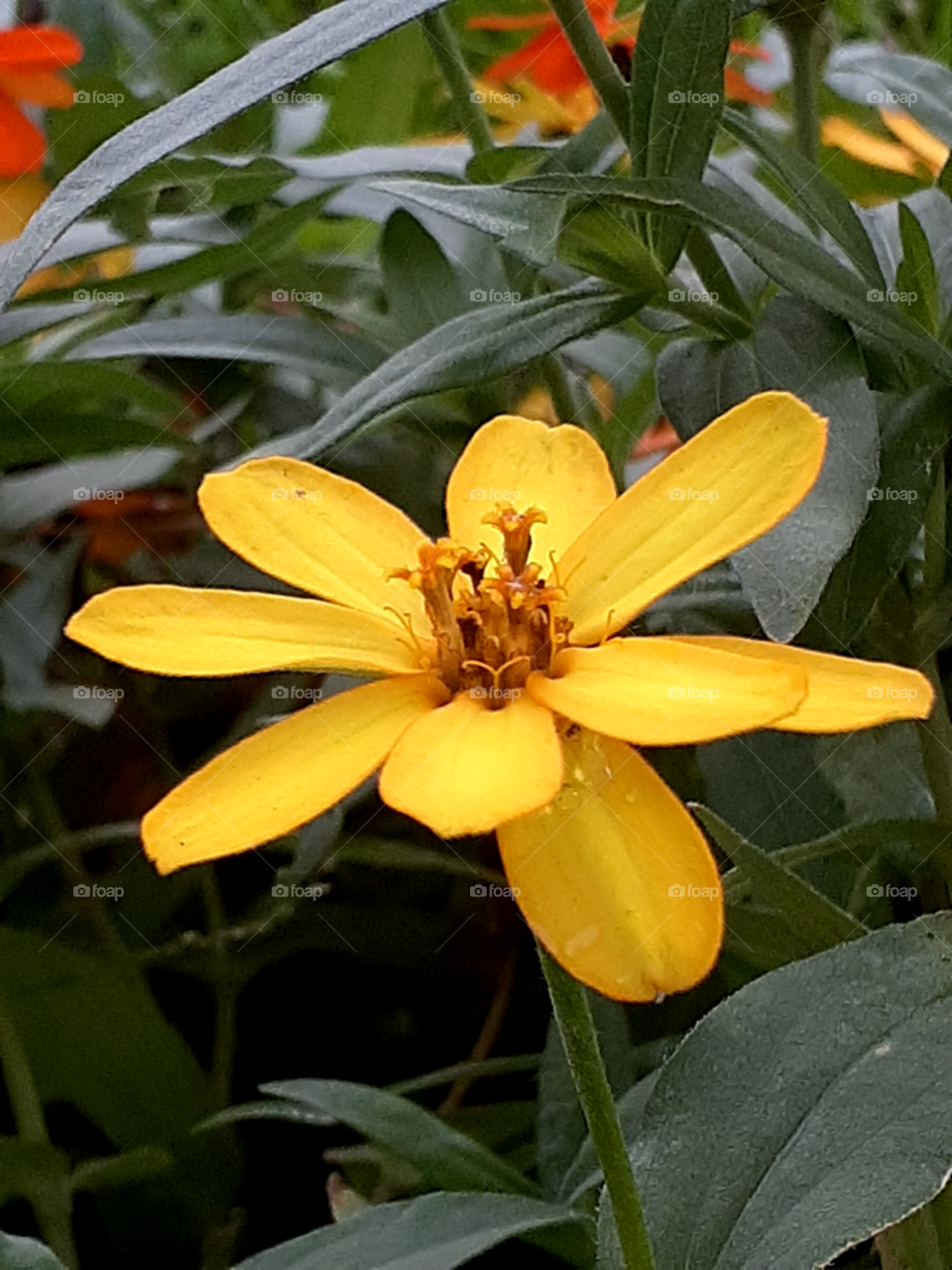 portrait of an yellow flower