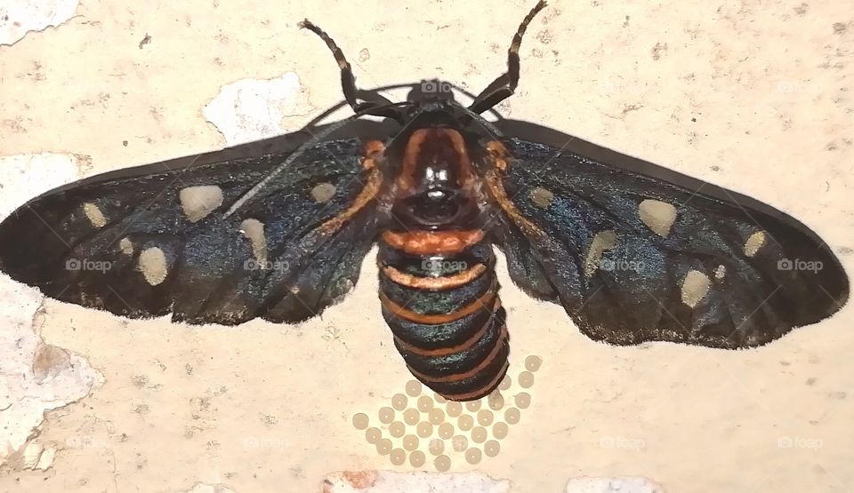 Can you see the eggs 👍🏼🥚🥚🥚