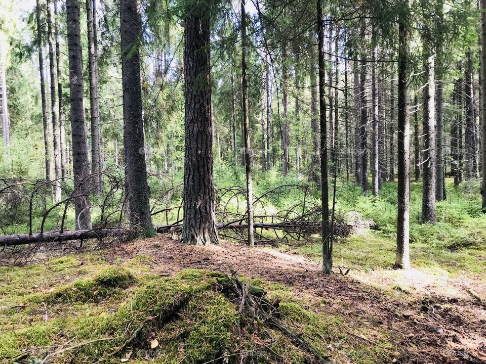 Hike for mushrooms in a delightful pine forest is not far from the village of Kuivozi. This year, there are a lot of mushrooms.Kuivozi.Russia🇷🇺