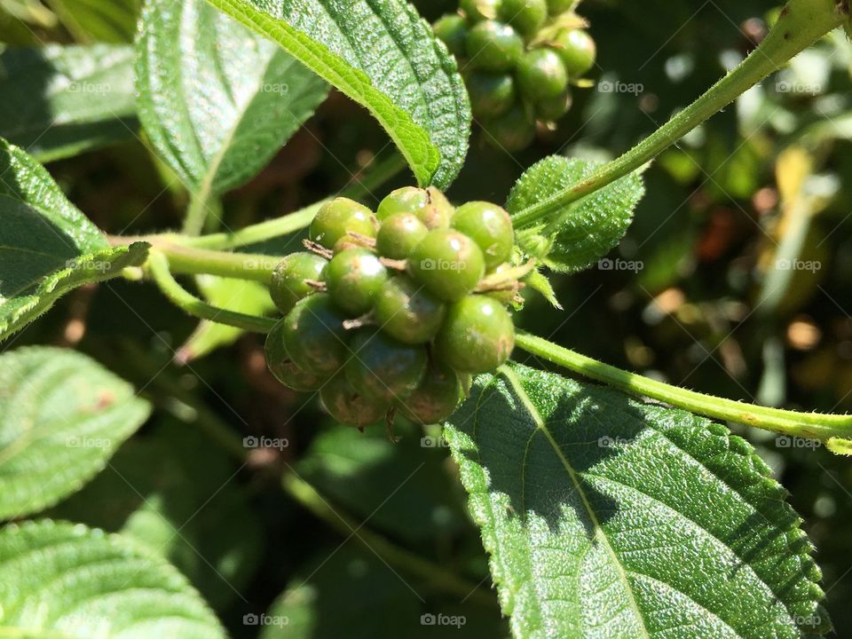 Budding Lantana Flower, member of verbena family; the flower attracts butterflies and birds 