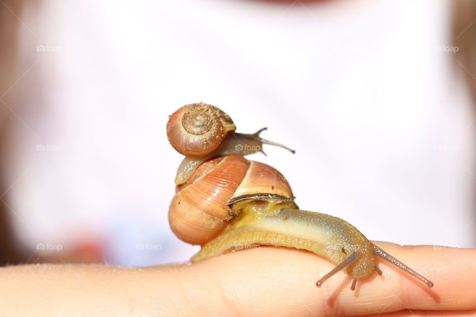 So cute. Snails are my favorite animals 