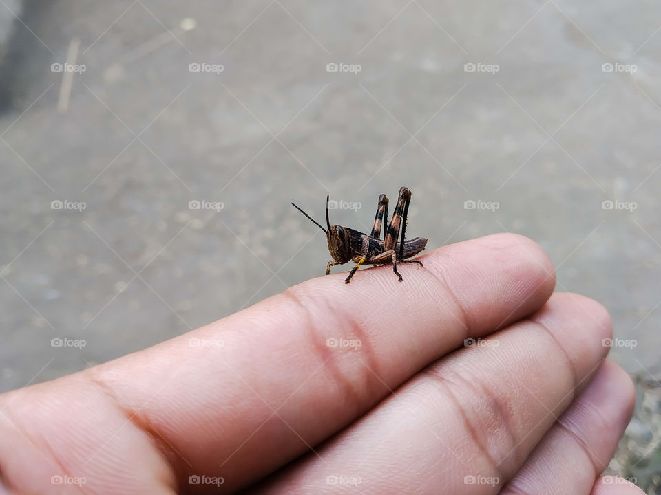grasshopper & hand