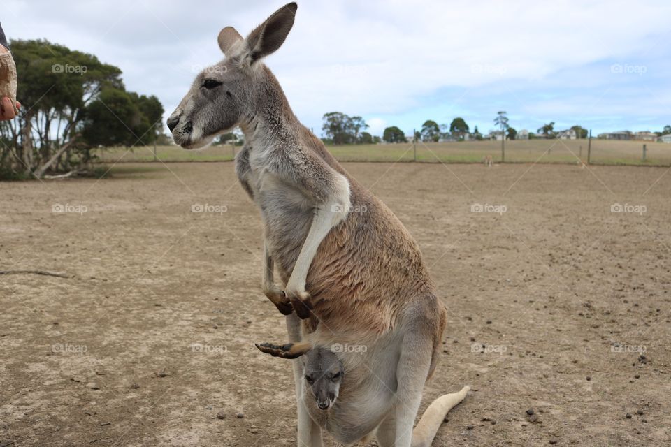 Kangaroo 