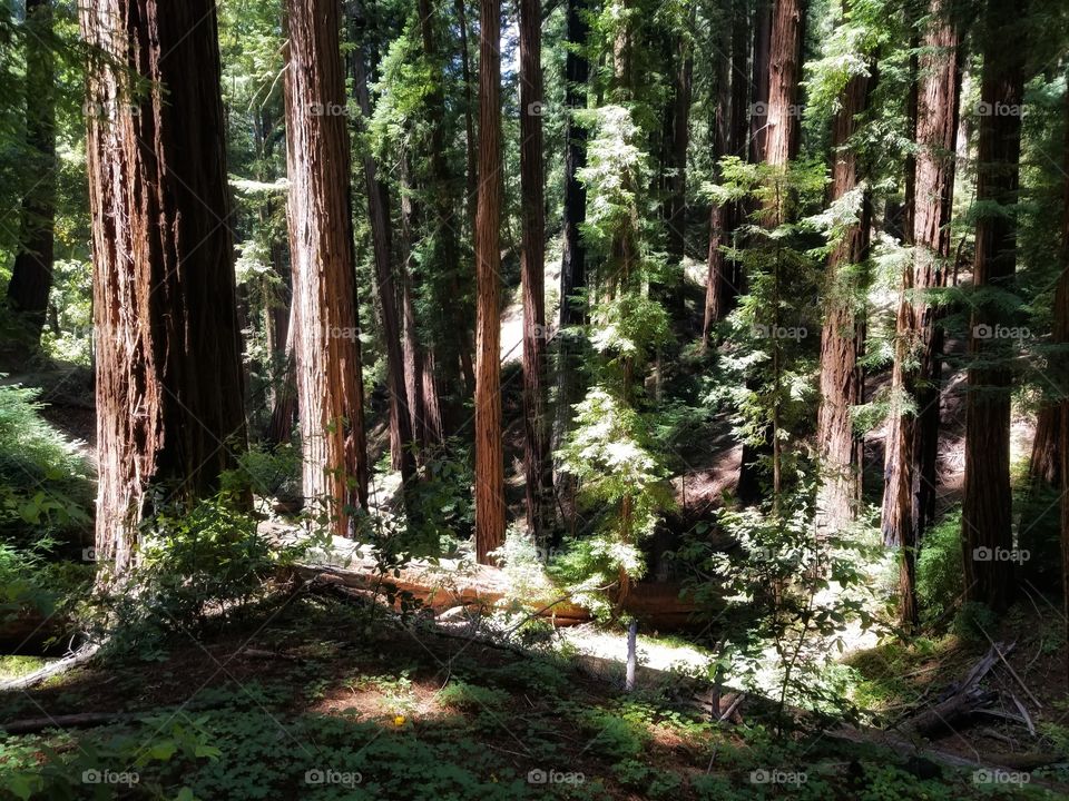 It only looks like snow...