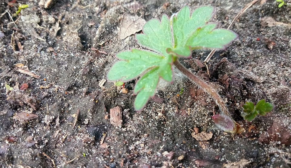 a closeup of a young leaf sprouting from the soil