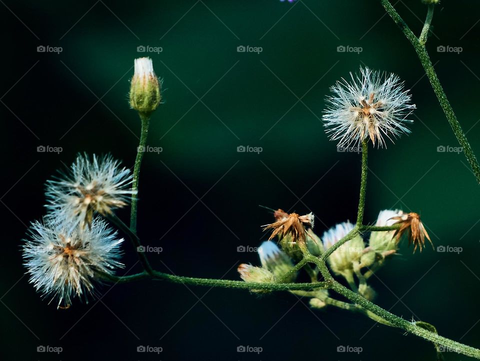 Ironweed  backyard