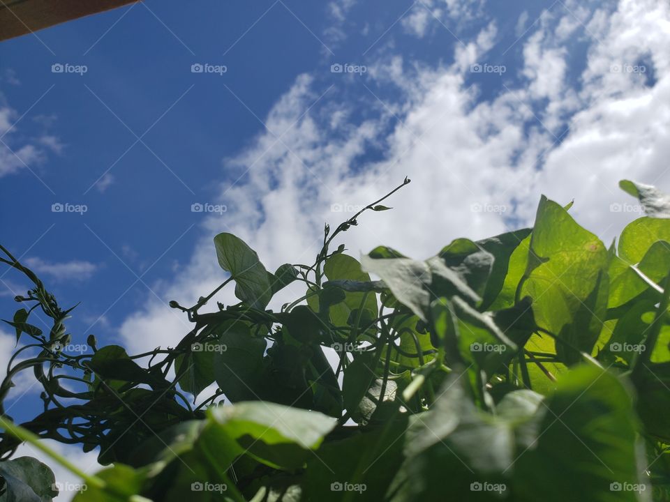 Green leaves on a morning glory vine, with a blue sky and white clouds in the background. A Tri-color scheme, with only the vine leaves and sky in the picture.