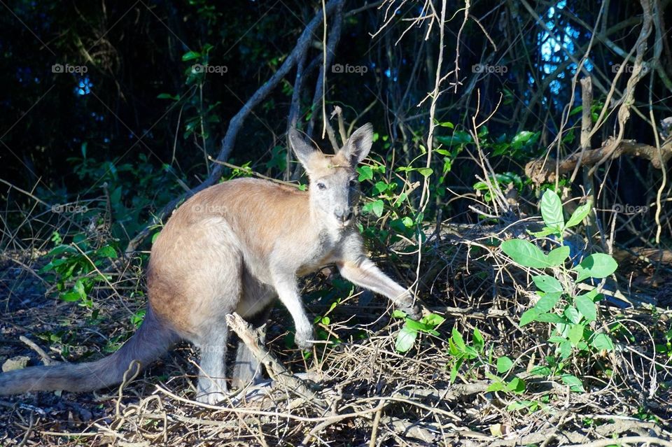 Wild Kangaroo