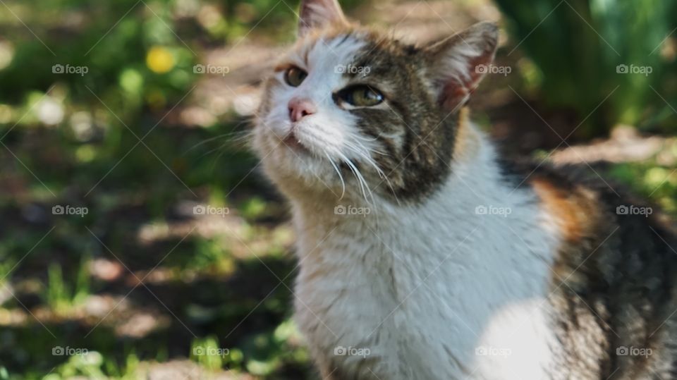 Cat, Mammal, Animal, Fur, Cute