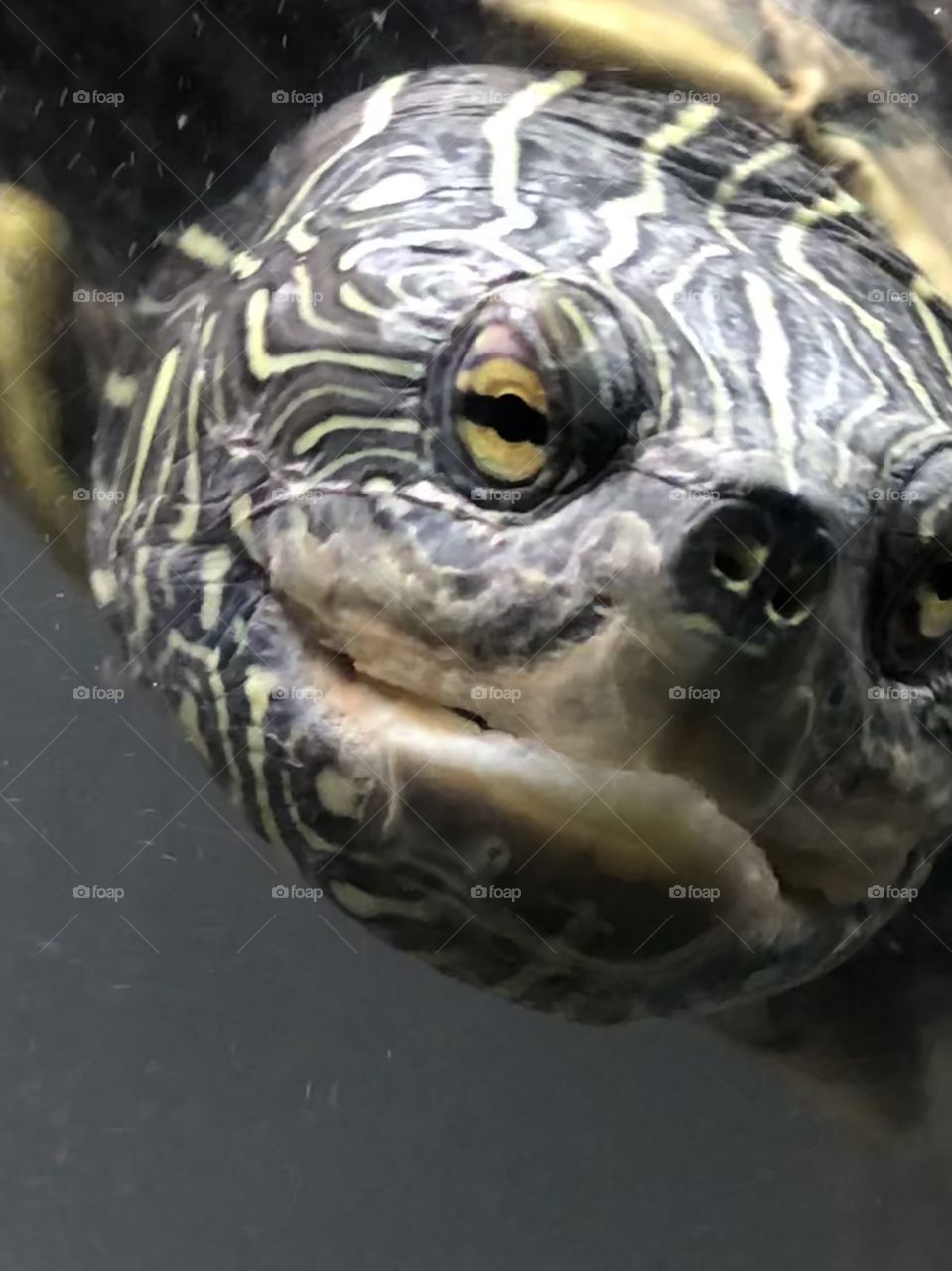 Map turtle face