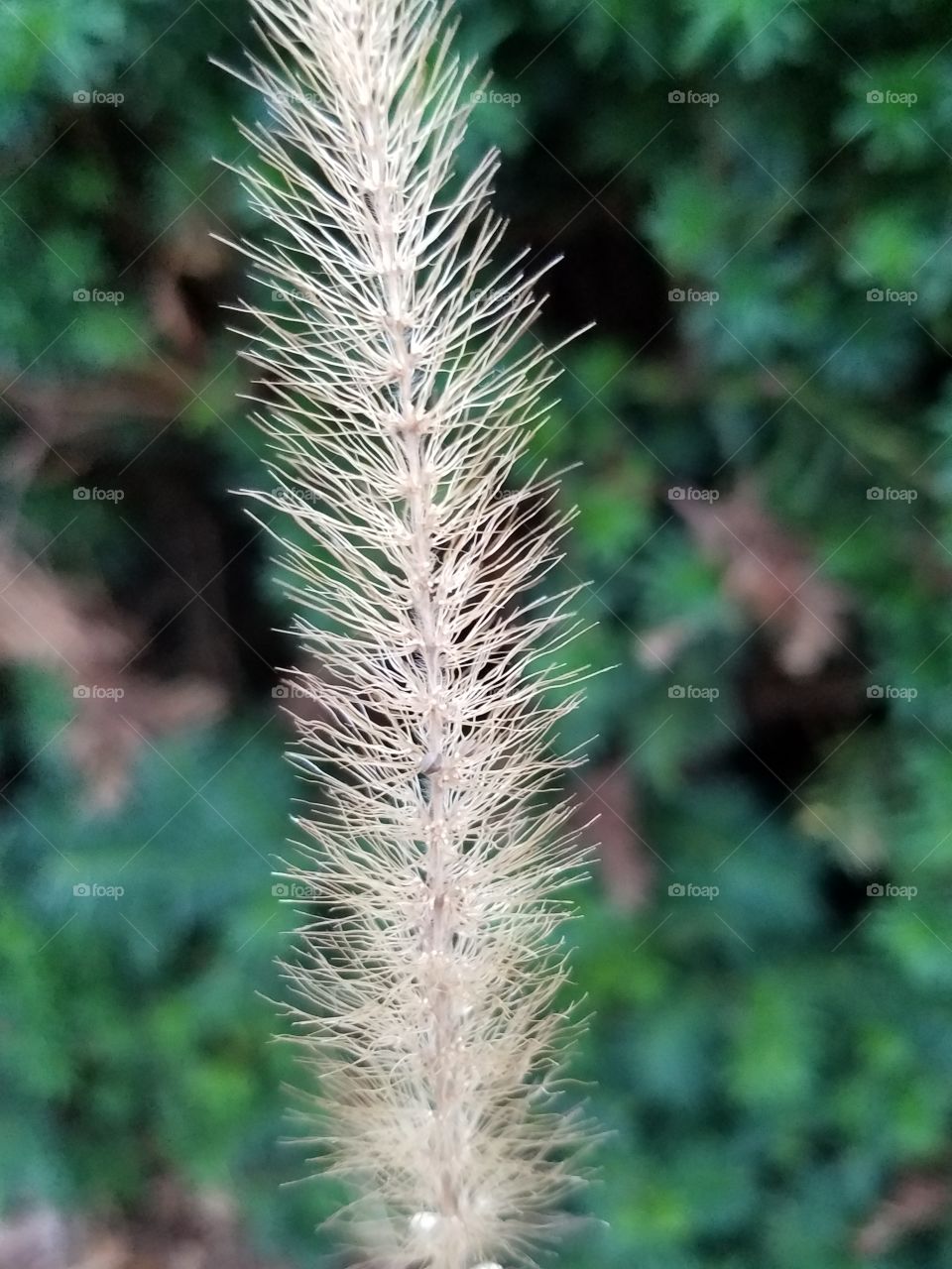 plant close up