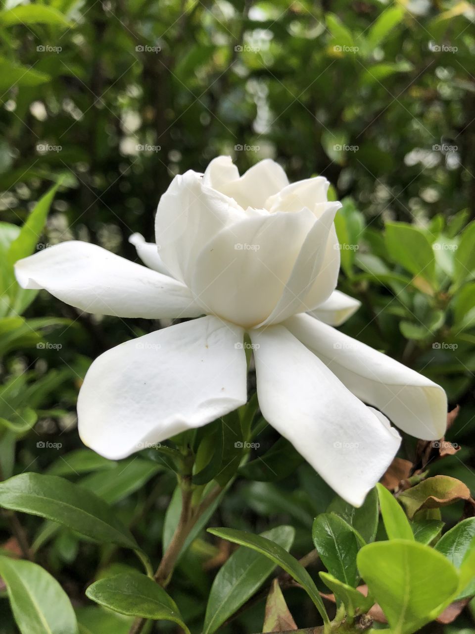 Gardenia