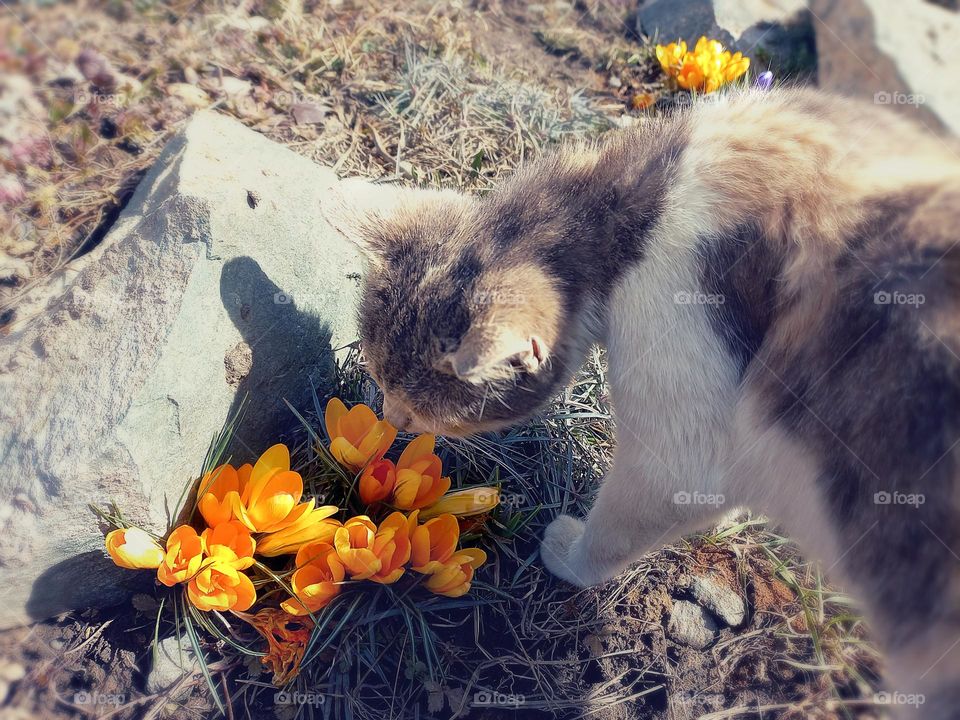 cat sniffs the scent of spring flowers in the garden