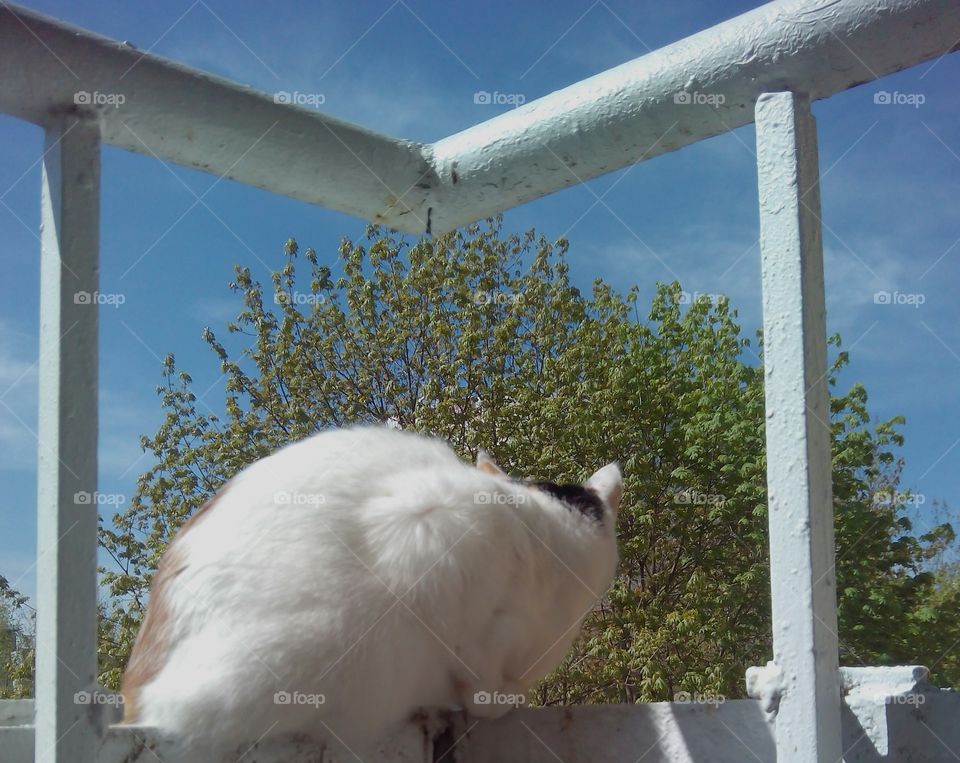 cat pet on a balcony view