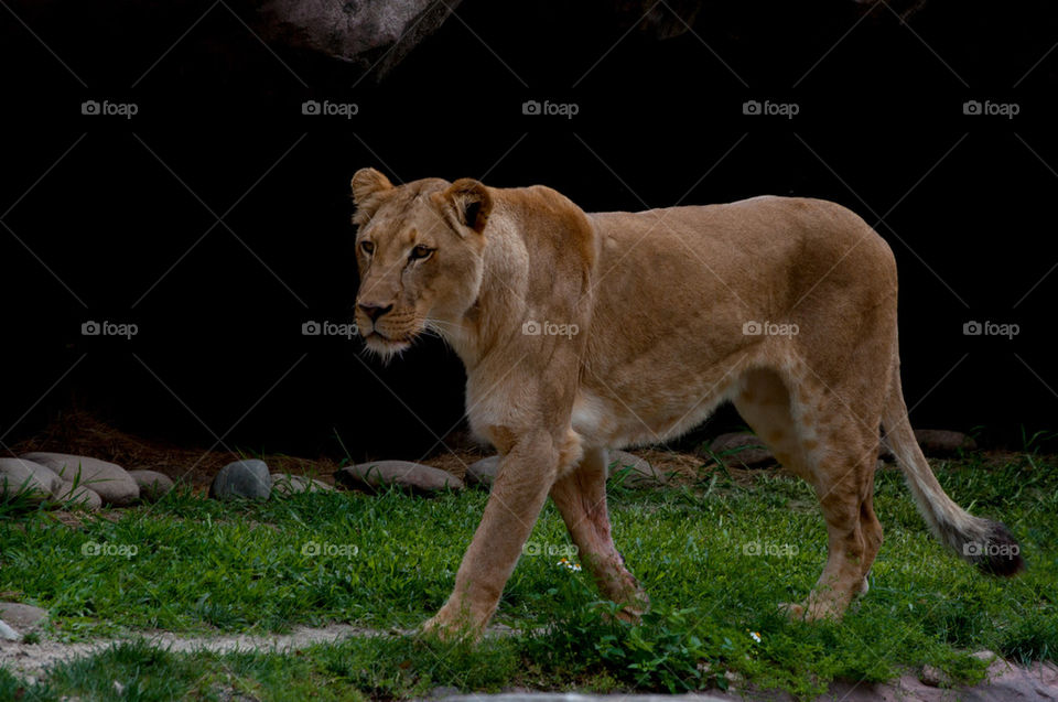 Lioness on the hunt