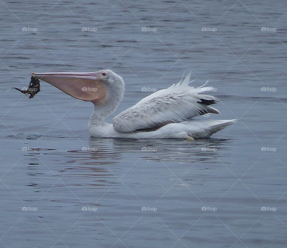 White pelican catch