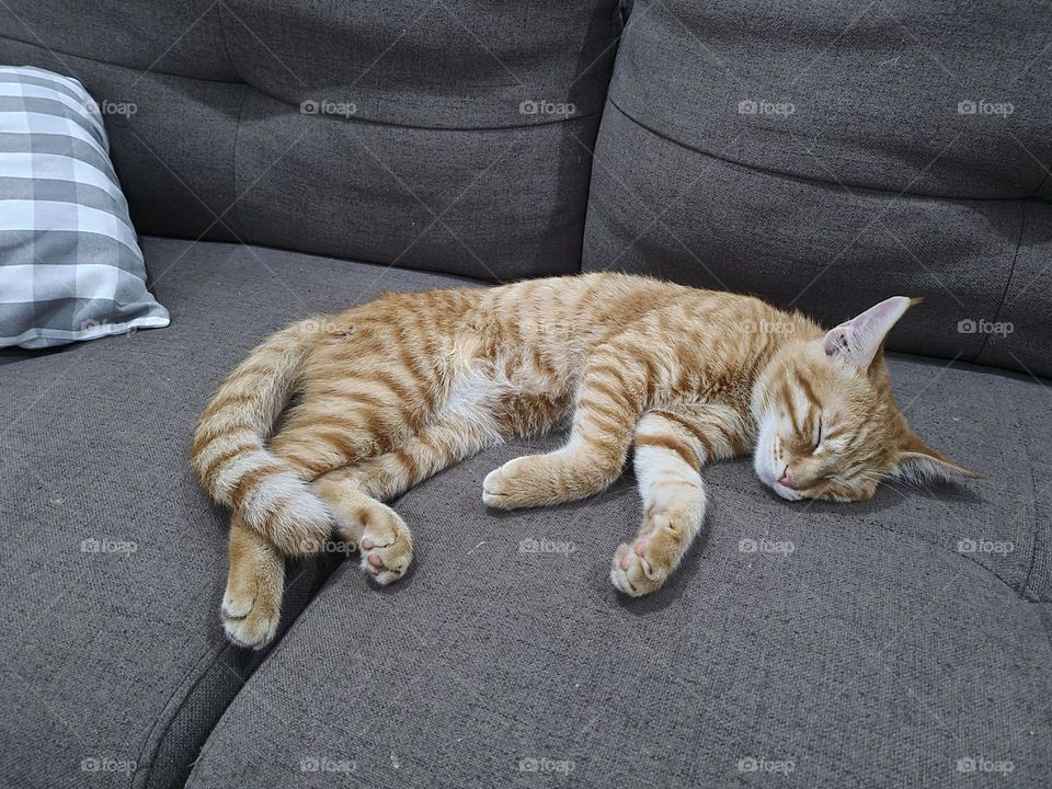 Sleeping Cat on the Sofa