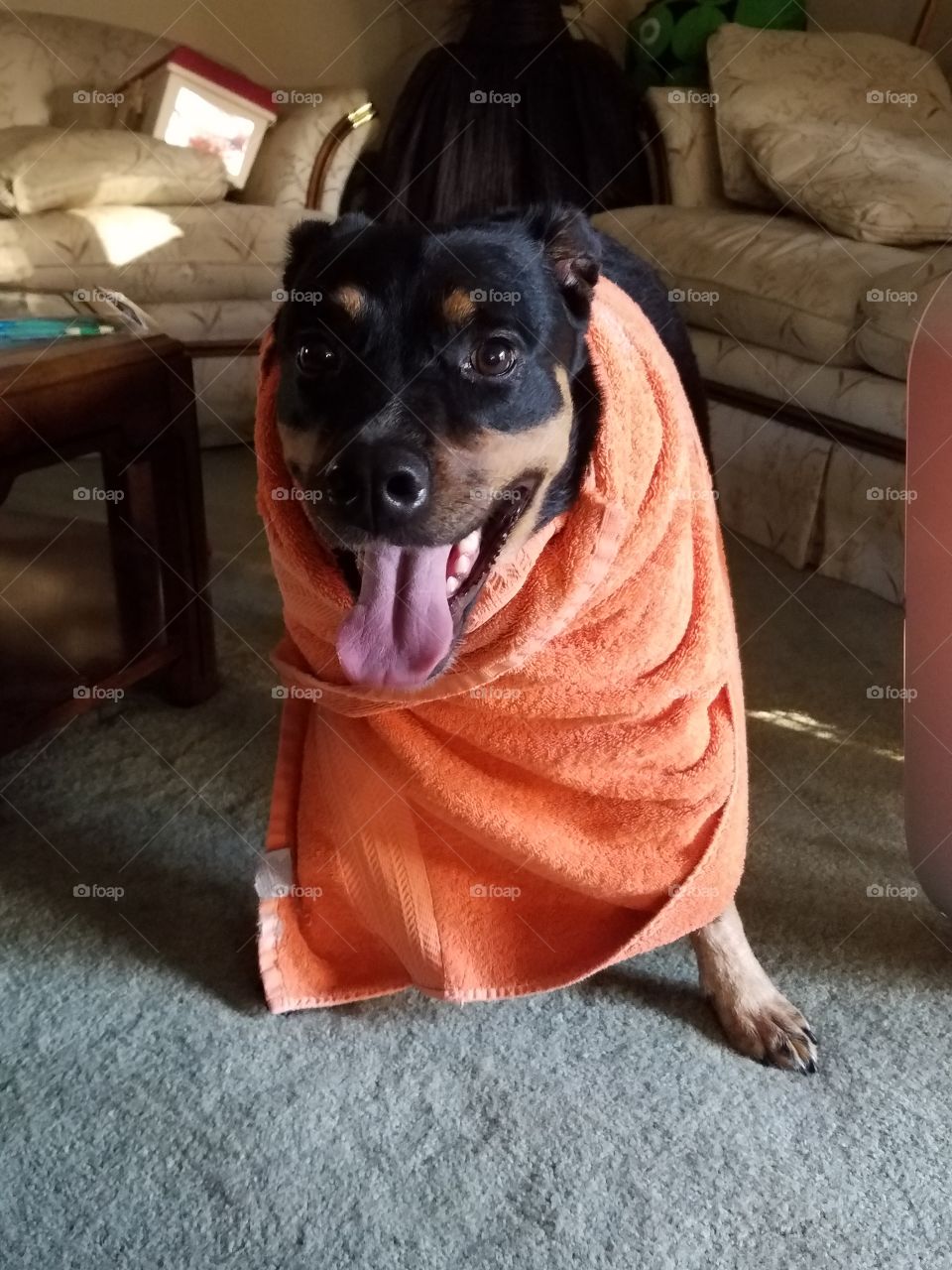 milo after a bath