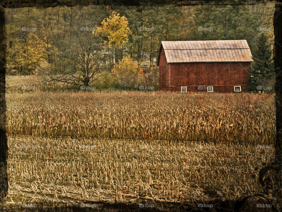 Lonely barn