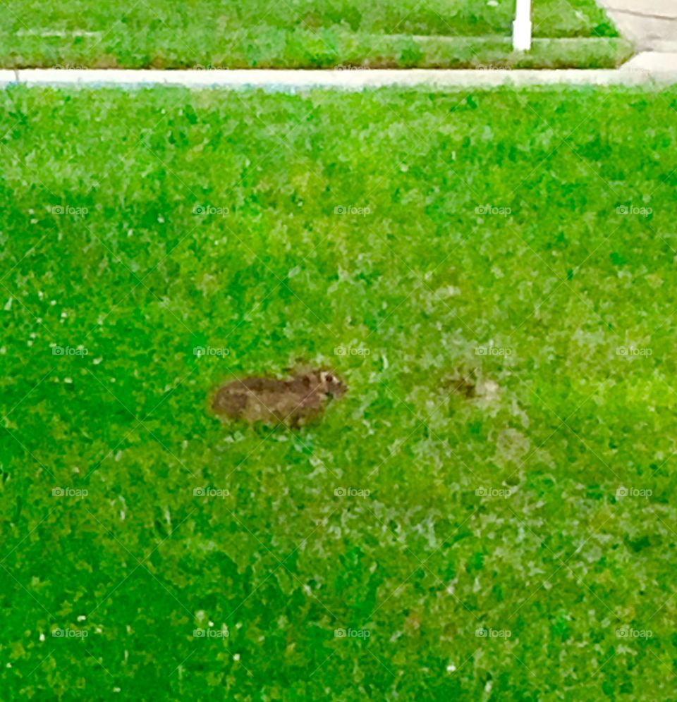 Bunny on the grass