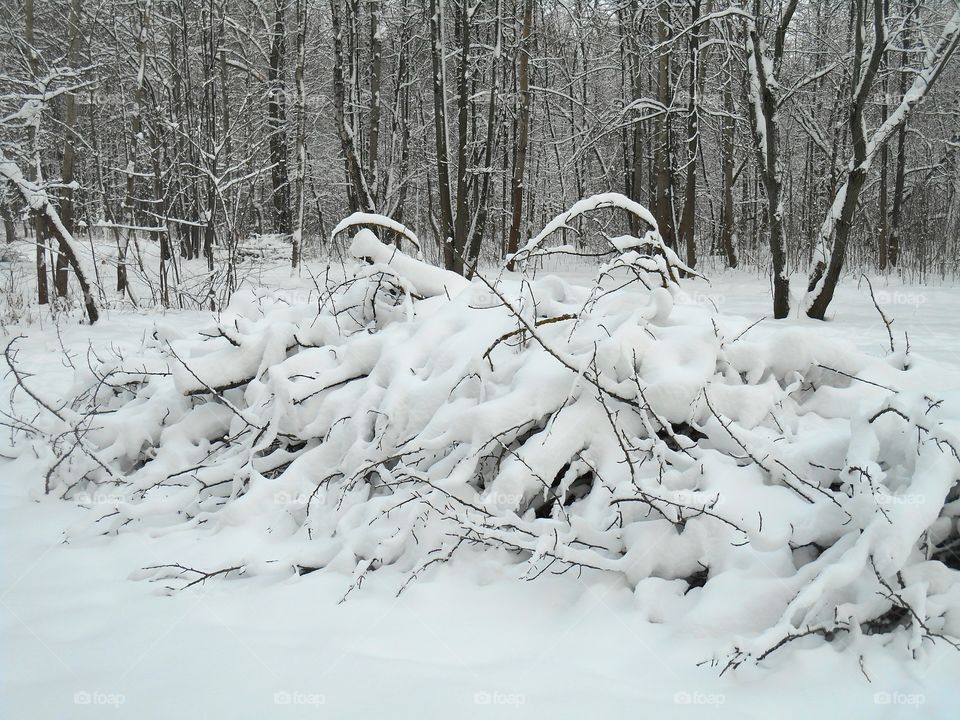 Snow, Winter, Cold, Frost, Wood