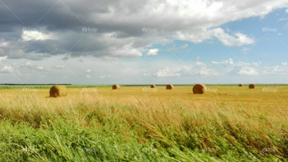 Round haystacks on the field waiting to be picked up