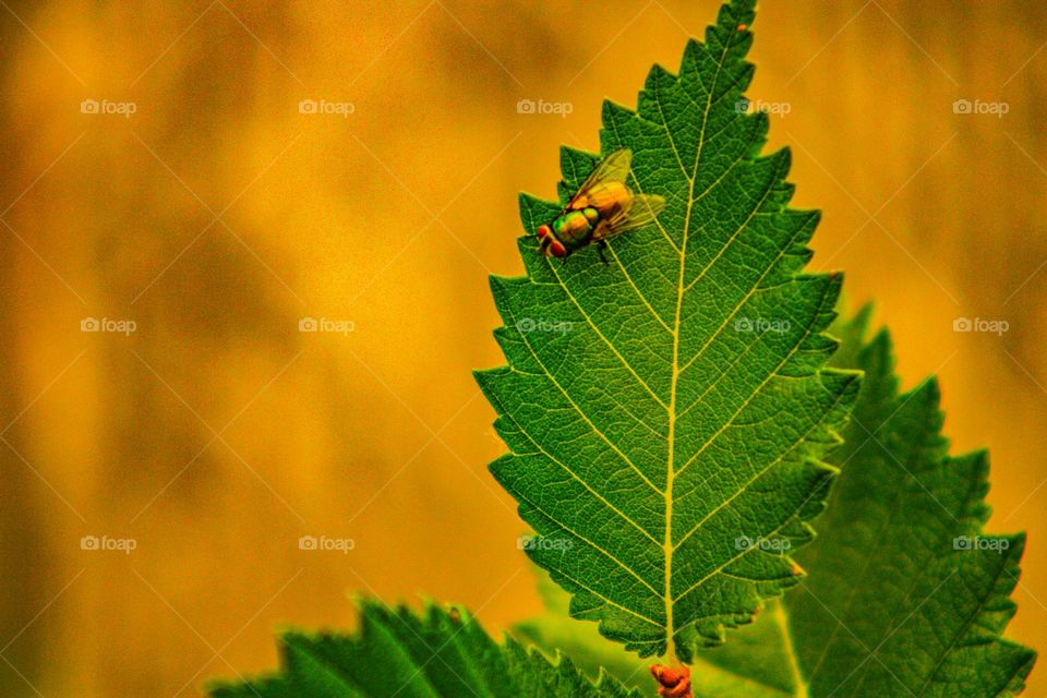 horsefly sitting on a leaf