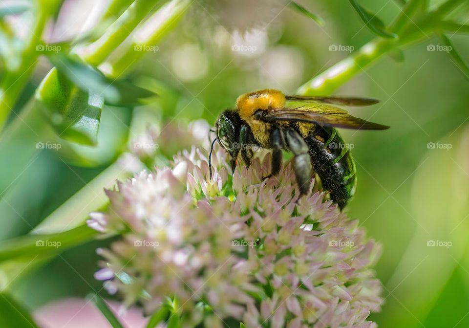 Bee on Sedum in my garden