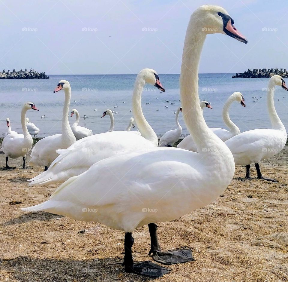 Swans🦢Coast🦢 Sea town🦢