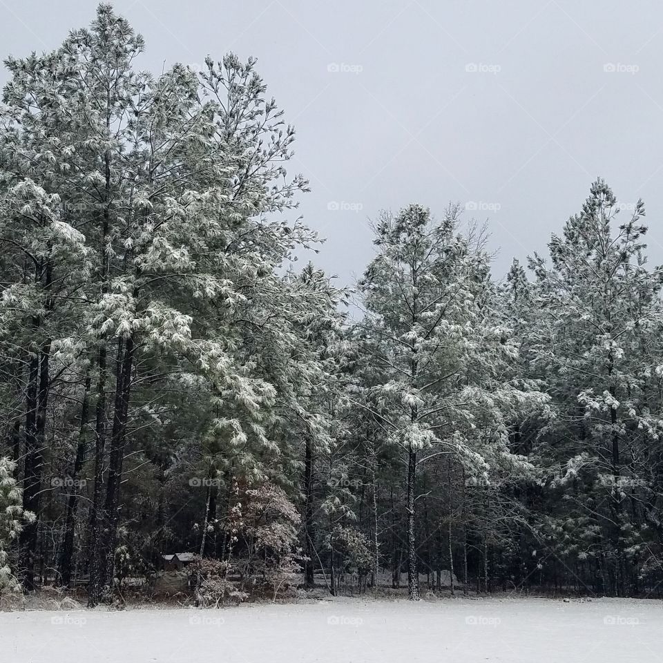 Snow, Winter, Tree, Frost, Cold