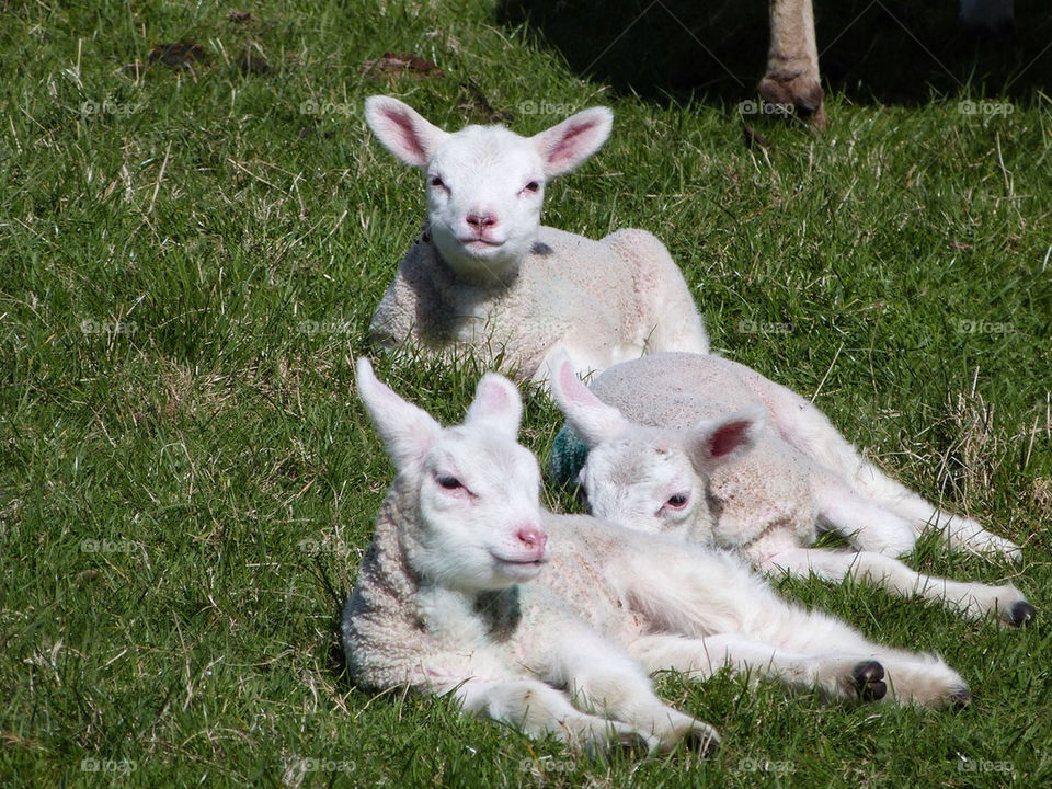 spring cute animals sheep by samspeed87