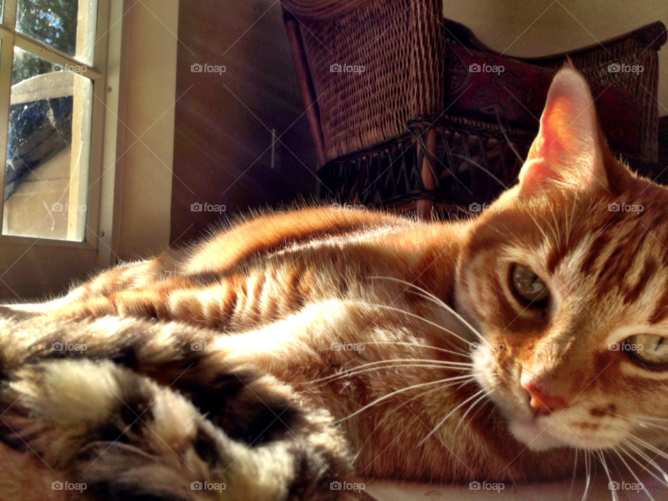 lying on side photography orange portrait by jmsilva59