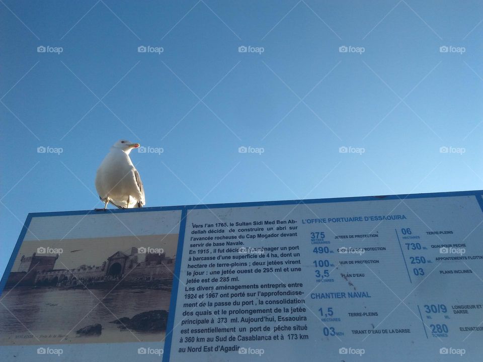 One seagul on panel at essaouira city in Morocco