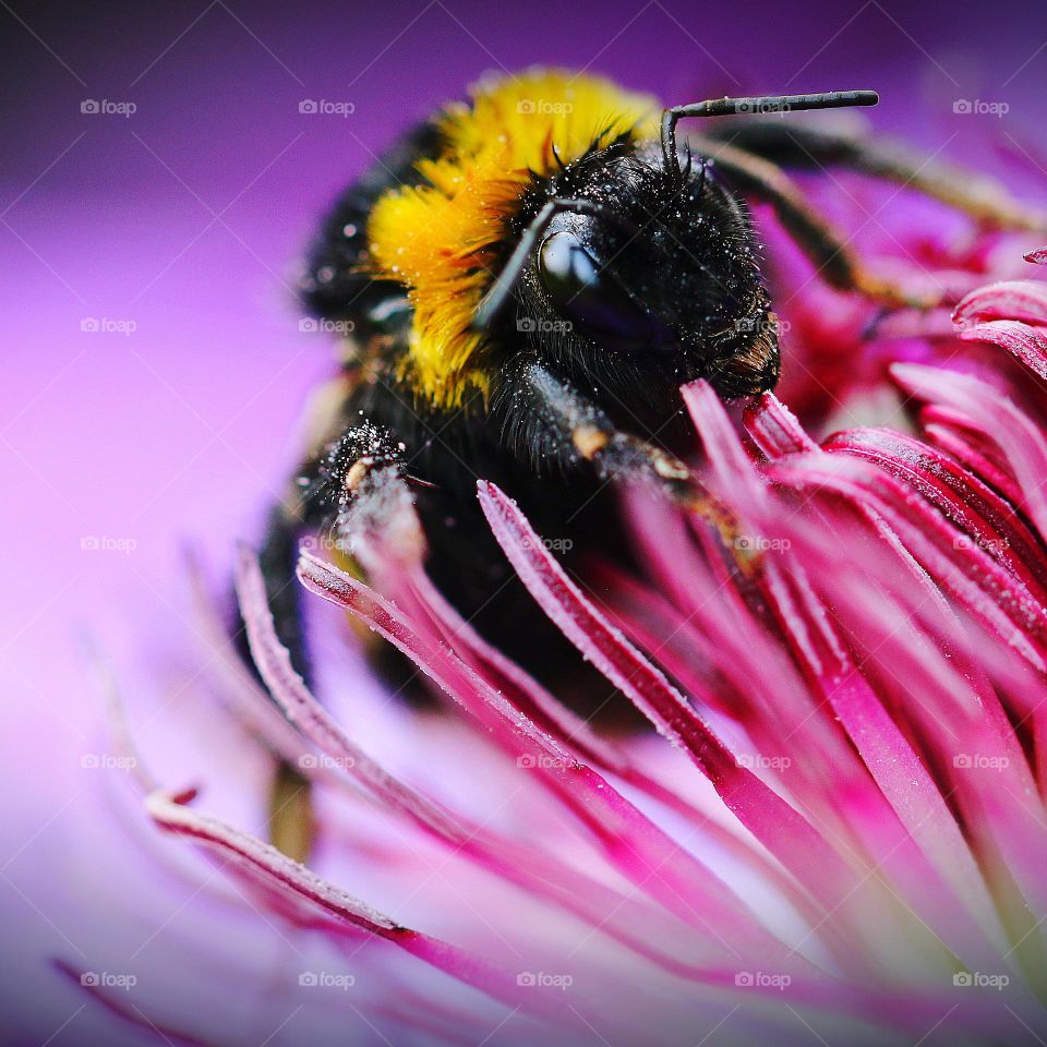 Sommer: Biene im Blüten Nektar