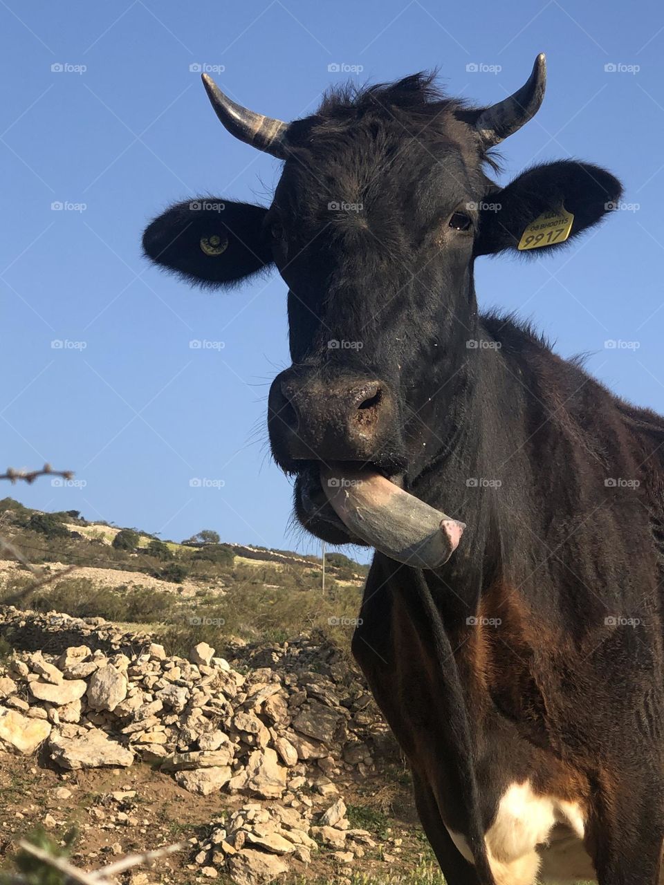 Strange cow s tongue