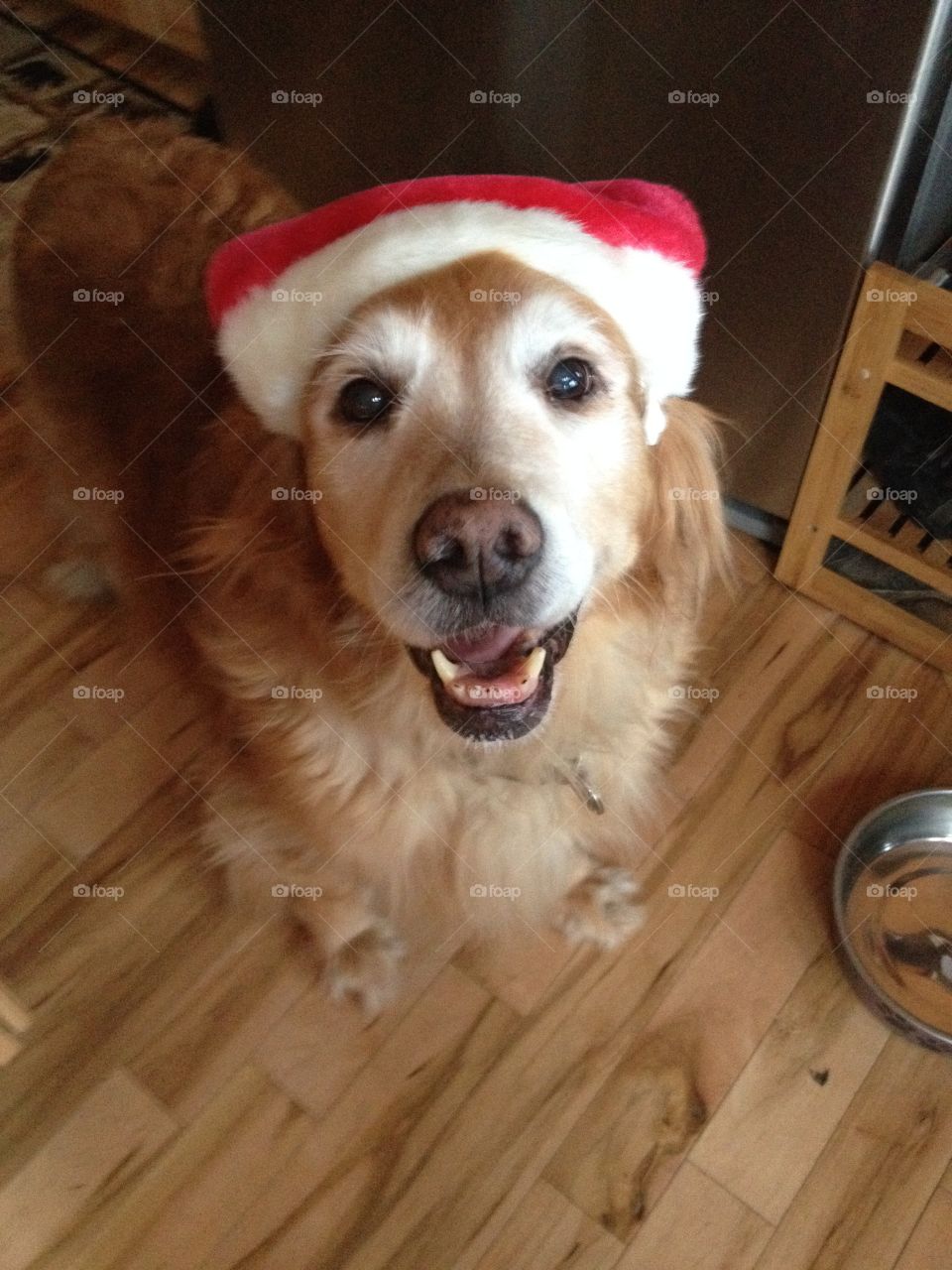 My beautiful Katy bug