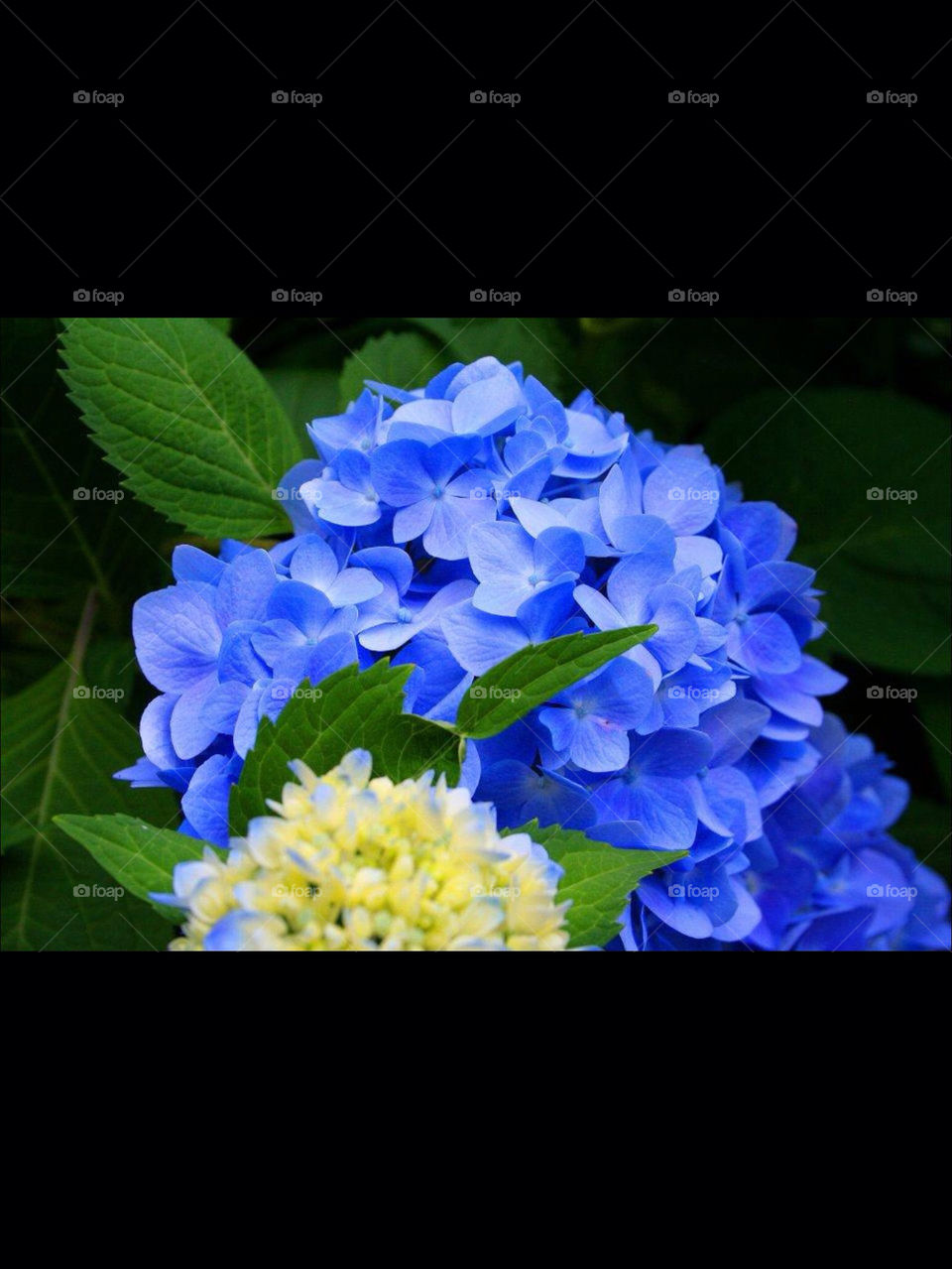 spring flowers blue summer by OstensiblyCilla
