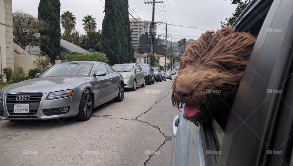 Just a dog with his head out a car window