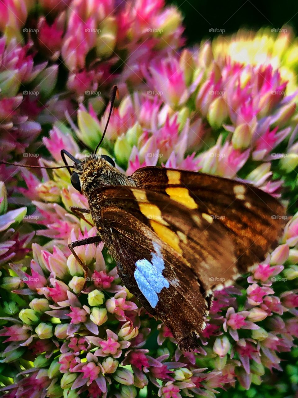 Butterfly sitting on sedum flower closeup 