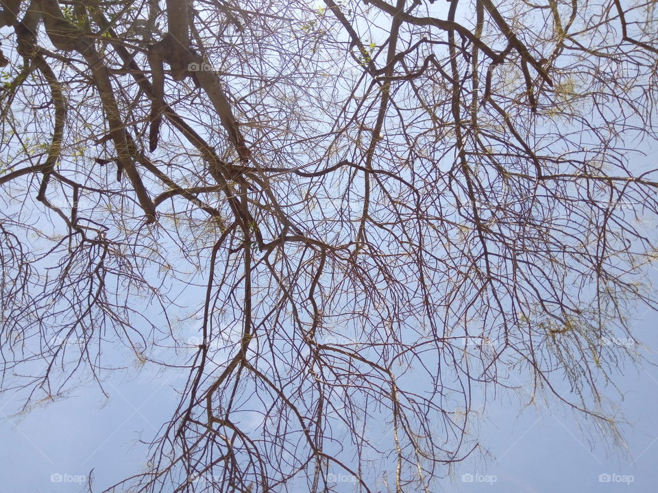 Leafless tree