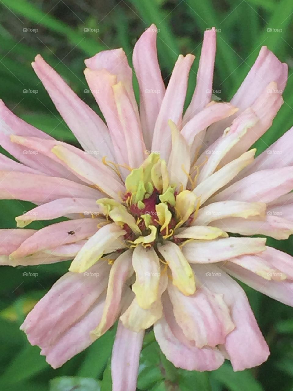 Nice closeup of a very light pink with yellow Center Dahlia flower. 