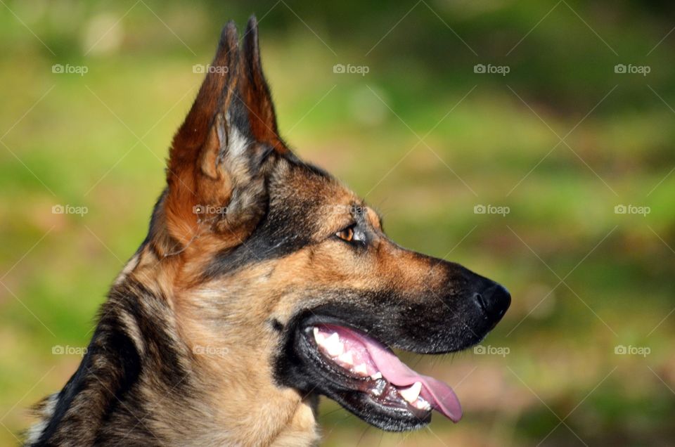 German Shepherd