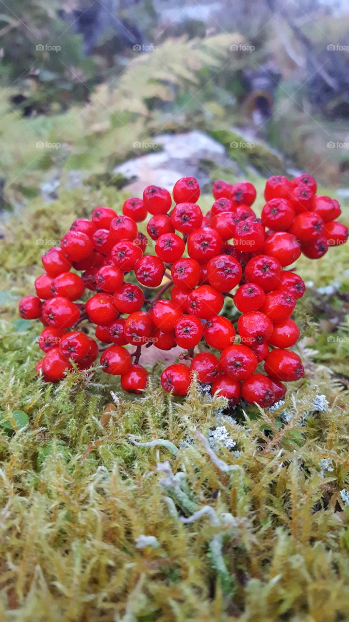 berries