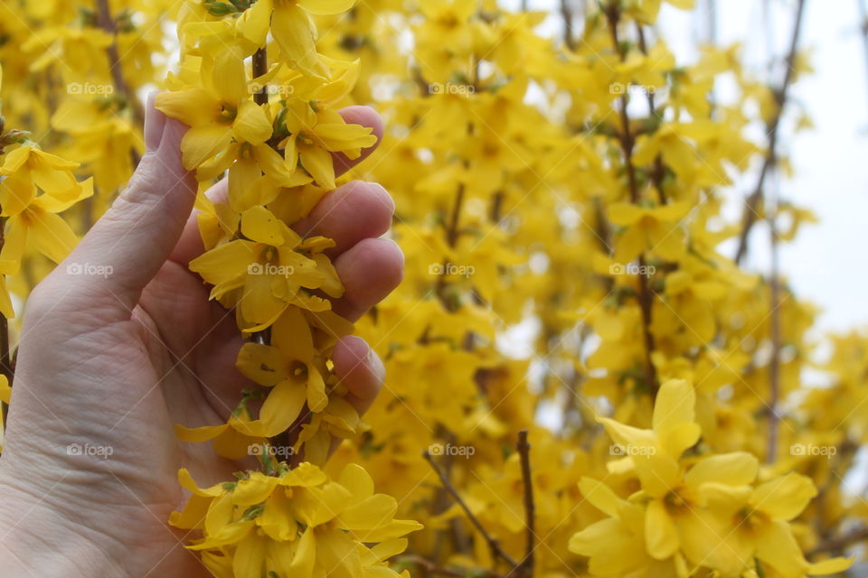 hand in the forsythia