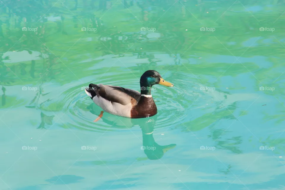 duck