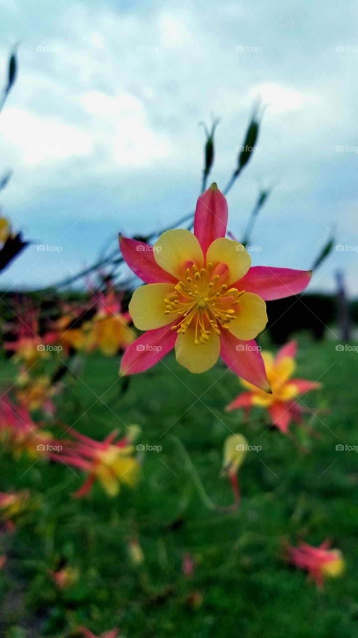 pink lemonade columbine