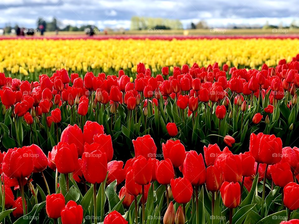 Foap Mission “Colors Of Spring”! Brilliant Colors Of Spring In The Spring Tulip Fields Of Washington State’s Skagit Valley!