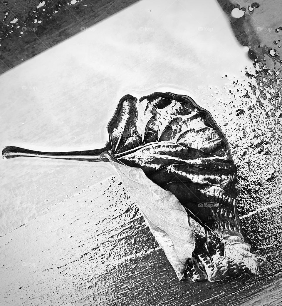 Wet leaf on the ground