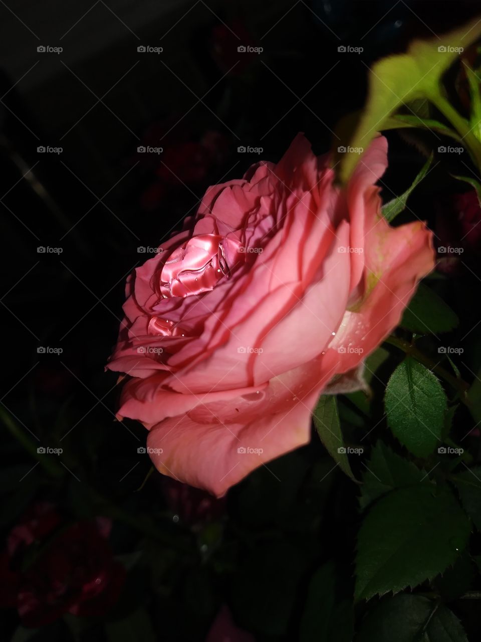 rose drop
