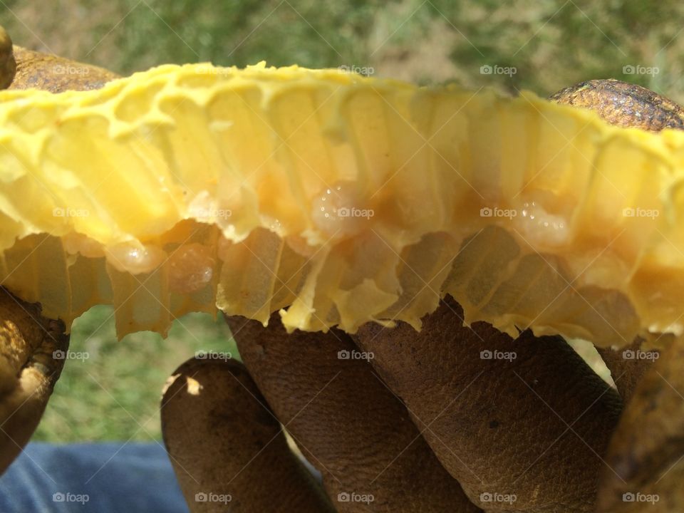 Brood Comb and Larva